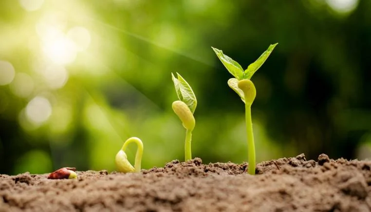 0761 germinar semillas